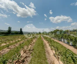 Земельный участок, ЯЛОВЕНЫ