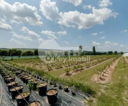 Земельный участок, ЯЛОВЕНЫ