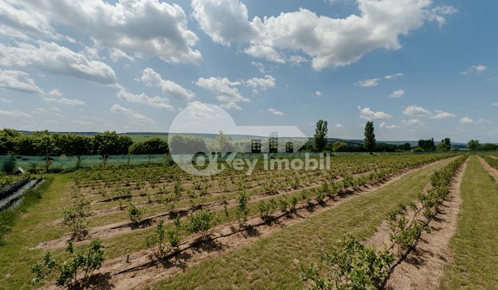 Земельный участок, ЯЛОВЕНЫ