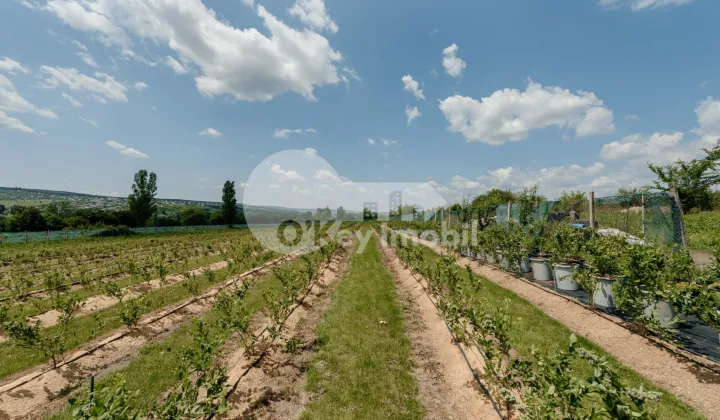 Земельный участок, ЯЛОВЕНЫ