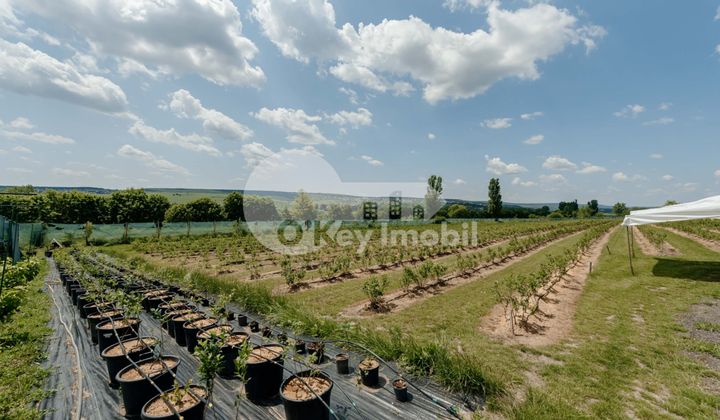 Земельный участок, ЯЛОВЕНЫ