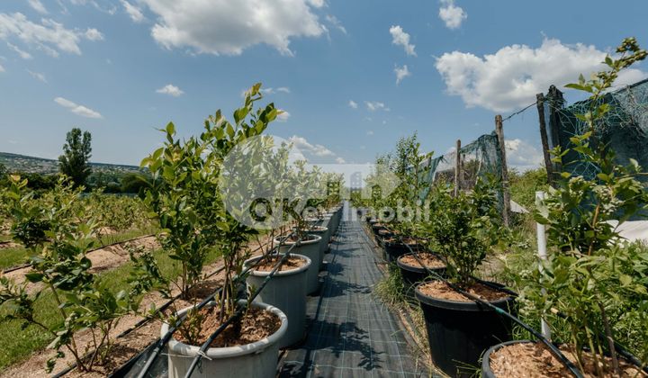 Земельный участок, ЯЛОВЕНЫ