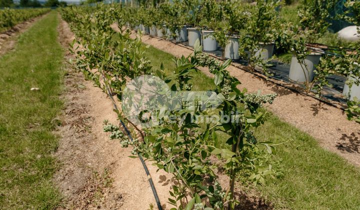 Земельный участок, ЯЛОВЕНЫ